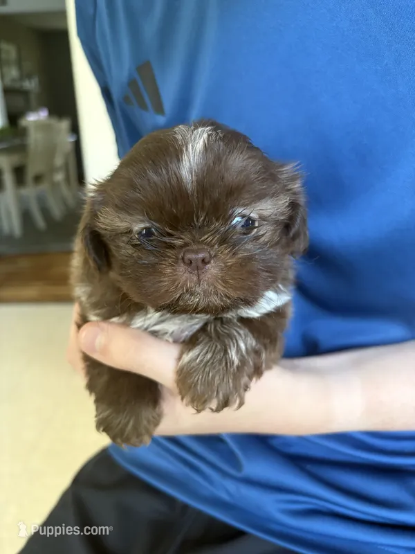 Chocolate female – Shih Tzu puppy for sale in Middletown, OH