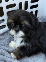 Dobie male, a male Shih Tzu for sale in Middletown, OH – 9 of 10