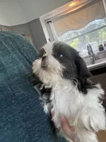 Akc blue male , a male Shih Tzu for sale in Middletown, OH – 8 of 8