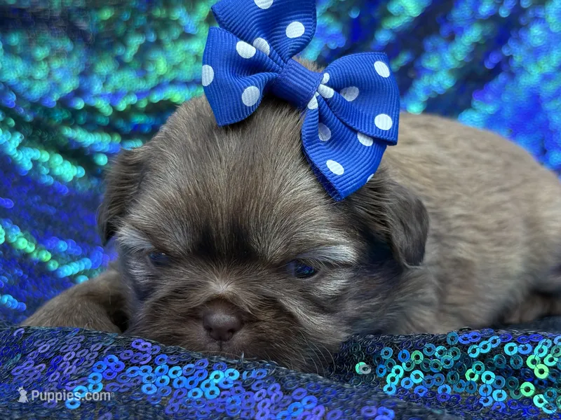 Red female  – Shih Tzu puppy for sale in Middletown, OH