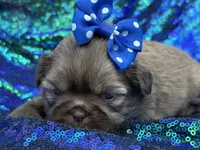 Red female , a female Shih Tzu for sale in Middletown, OH – 1 of 3