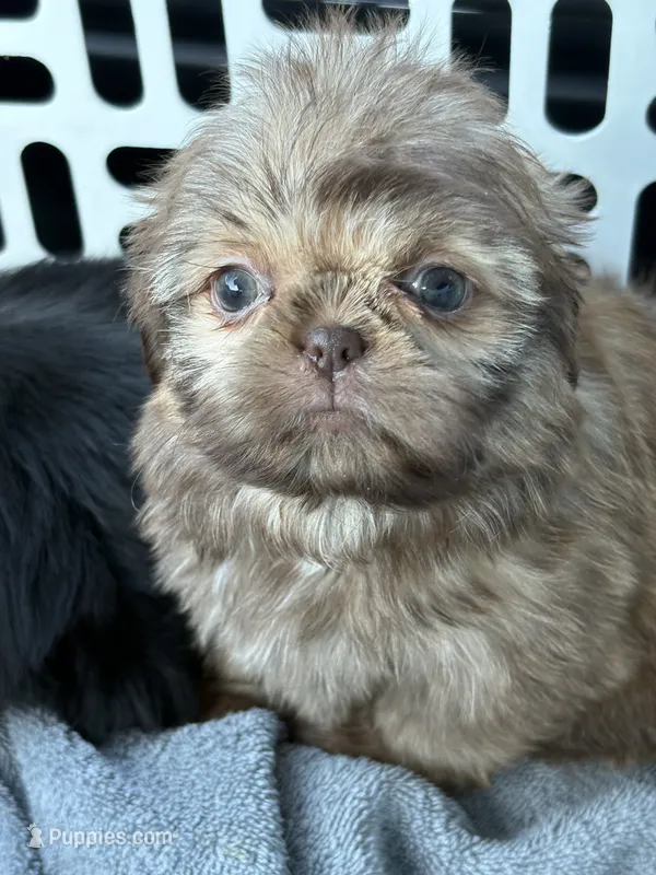 Red female  – Shih Tzu puppy for sale in Middletown, OH