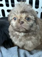 Red female , a female Shih Tzu for sale in Middletown, OH – 1 of 7