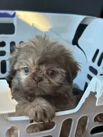 Red female , a female Shih Tzu for sale in Middletown, OH – 6 of 7