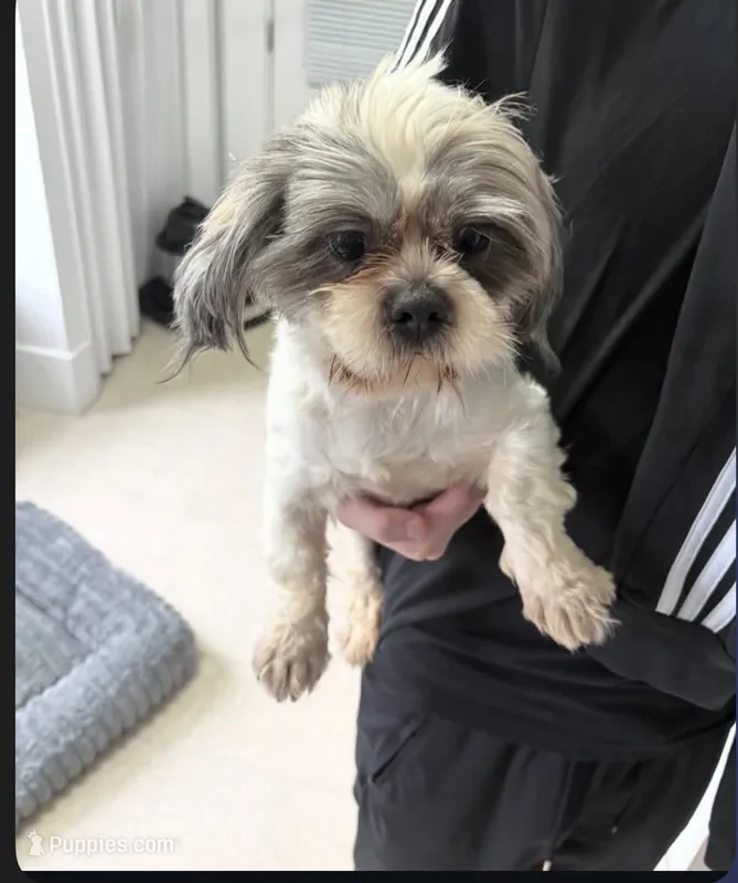 Atlas, a male Shih Tzu for sale in Middletown, OH – 1 of 1