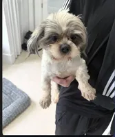 Atlas, a male Shih Tzu for sale in Middletown, OH – 1 of 1