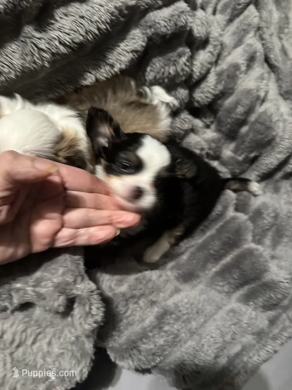 Black bear – Chihuahua puppy for sale in Hoschton, GA
