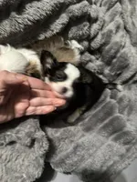Black bear, a male Chihuahua for sale in Hoschton, GA – 1 of 5