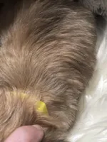 Butterfly wings , a female Chihuahua for sale in Hoschton, GA – Photo 5 of 5