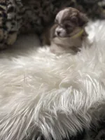 Butterfly wings , a female Chihuahua for sale in Hoschton, GA – Photo 3 of 5