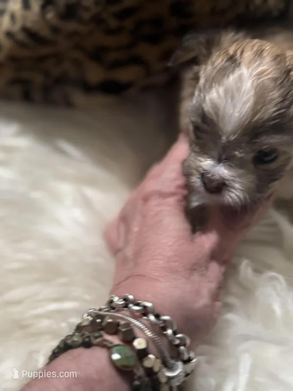 Butterfly wings  – Chihuahua puppy for sale in Hoschton, GA