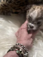 Butterfly wings , a female Chihuahua for sale in Hoschton, GA – Photo 1 of 5