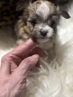 Butterfly wings , a female Chihuahua for sale in Hoschton, GA – Photo 2 of 5