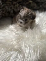 Butterfly wings , a female Chihuahua for sale in Hoschton, GA – Photo 4 of 5