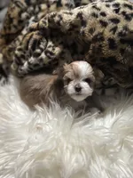 Bunny, a female Chihuahua for sale in Hoschton, GA – Photo 2 of 4