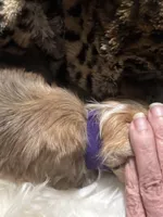 Bunny, a female Chihuahua for sale in Hoschton, GA – Photo 4 of 4