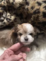 Bunny, a female Chihuahua for sale in Hoschton, GA – Photo 3 of 4