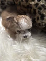 Little Minnie , a female Chihuahua for sale in Hoschton, GA – Photo 3 of 6