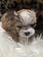 Little Minnie , a female Chihuahua for sale in Hoschton, GA – Photo 5 of 6