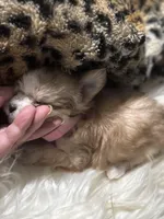 Little Minnie , a female Chihuahua for sale in Hoschton, GA – Photo 4 of 6