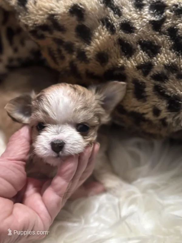 Little Minnie  – Chihuahua puppy for sale in Hoschton, GA