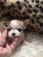 Little Minnie , a female Chihuahua for sale in Hoschton, GA – Photo 1 of 6