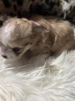 Little Minnie , a female Chihuahua for sale in Hoschton, GA – Photo 2 of 6