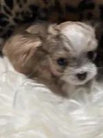 Little Minnie , a female Chihuahua for sale in Hoschton, GA – Photo 6 of 6