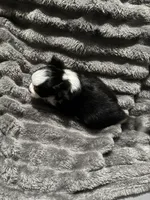 Black bear, a male Chihuahua for sale in Hoschton, GA – 3 of 5