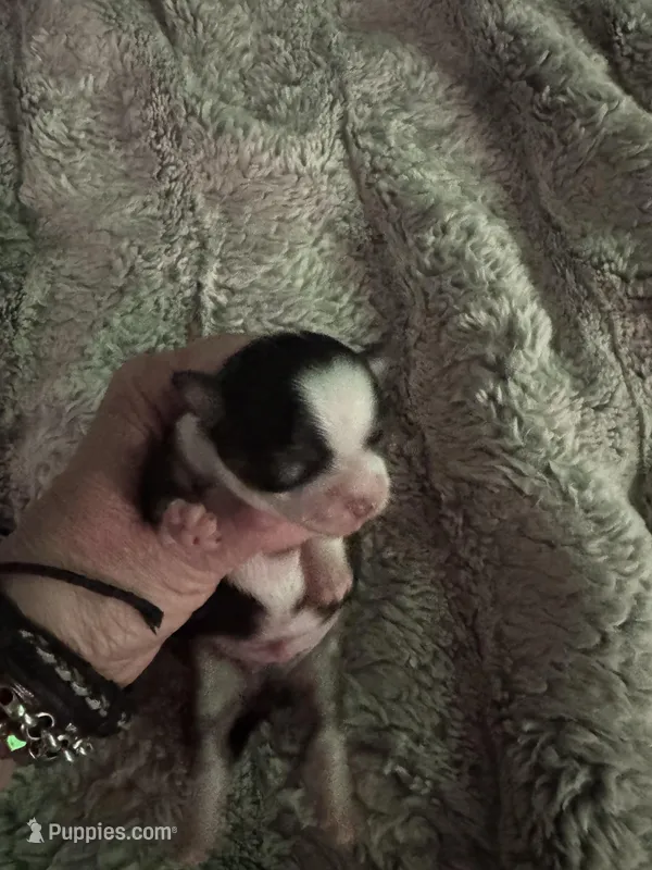 White Wing – Chihuahua puppy for sale in Hoschton, GA