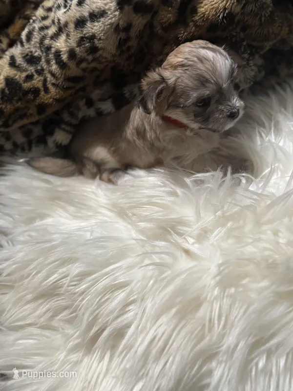 White cloud  – Chihuahua puppy for sale in Hoschton, GA