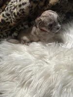 White cloud , a female Chihuahua for sale in Hoschton, GA – Photo 2 of 6