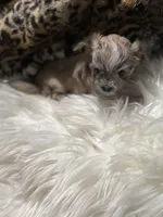 White cloud , a female Chihuahua for sale in Hoschton, GA – Photo 3 of 6