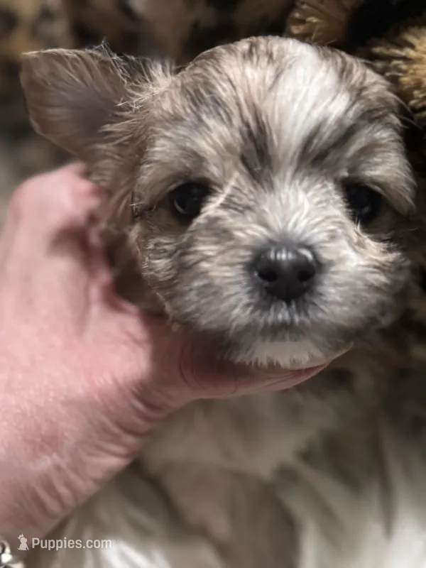 White cloud  – Chihuahua puppy for sale in Hoschton, GA