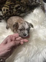 White cloud , a female Chihuahua for sale in Hoschton, GA – Photo 5 of 6