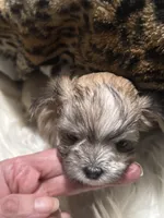 White cloud , a female Chihuahua for sale in Hoschton, GA – Photo 6 of 6