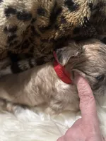 White cloud , a female Chihuahua for sale in Hoschton, GA – Photo 4 of 6