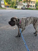 Molly, a female English Mastiff for sale in Newport News, VA – 3 of 4