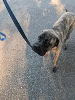 Molly, a female English Mastiff for sale in Newport News, VA – 2 of 4
