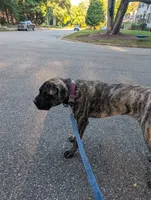 Molly, a female English Mastiff for sale in Newport News, VA – 4 of 4