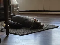 Evie , a female French Bulldog for sale in Oregonia, OH – Photo 5 of 7