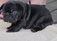 Evie , a female French Bulldog for sale in Oregonia, OH – Photo 6 of 7