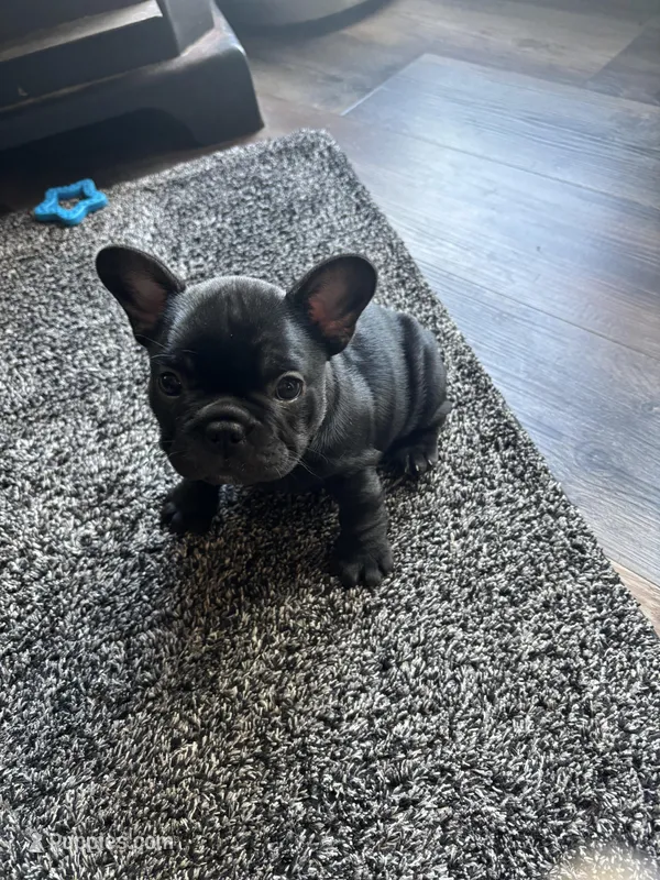 Evie  – French Bulldog puppy for sale in Oregonia, OH