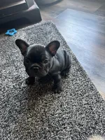 Evie , a female French Bulldog for sale in Oregonia, OH – Photo 1 of 7