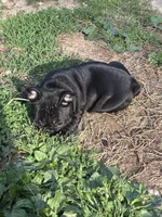 Evie , a female French Bulldog for sale in Oregonia, OH – Photo 2 of 7