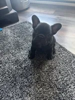 Evie , a female French Bulldog for sale in Oregonia, OH – Photo 4 of 7