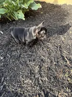 Evie , a female French Bulldog for sale in Oregonia, OH – Photo 3 of 7