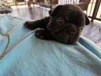 Evie , a female French Bulldog for sale in Oregonia, OH – Photo 7 of 7