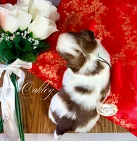 AKC Oakley, a male Shih Tzu for sale in Edwardsville, IL – 6 of 10