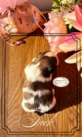 AKC Tuck, a male Shih Tzu for sale in Edwardsville, IL – 4 of 7